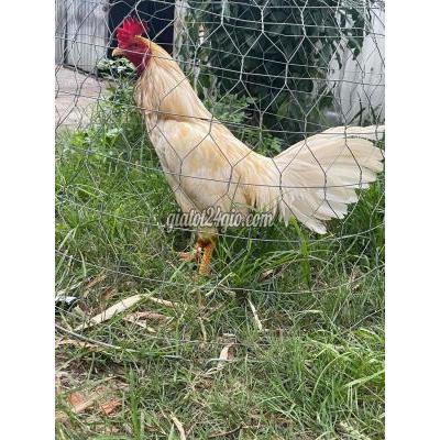 Gà ( Vật Nuôi ) Bình Chánh - Hồ Chí Minh