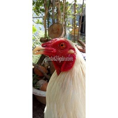 Gà ( Vật Nuôi ) Bình Tân - Hồ Chí Minh