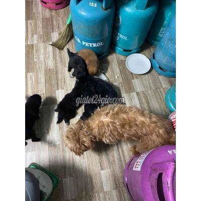 Vật Nuôi Thú Cưng Hoàng Mai - Hà Nội
