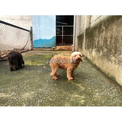 Vật Nuôi Thú Cưng Gò Vấp - Hồ Chí Minh