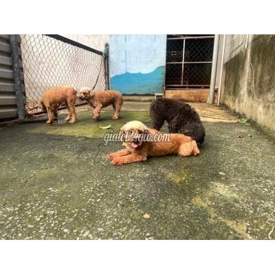 Vật Nuôi Thú Cưng Gò Vấp - Hồ Chí Minh