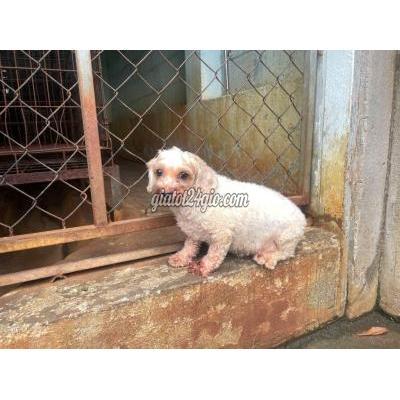 Vật Nuôi Thú Cưng Gò Vấp - Hồ Chí Minh