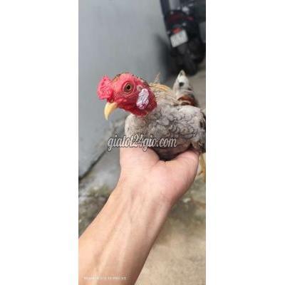 Gà ( Vật Nuôi ) Bình Chánh - Hồ Chí Minh