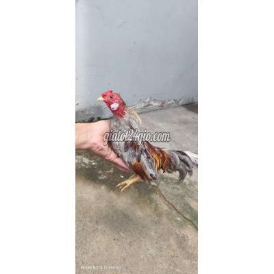 Gà ( Vật Nuôi ) Bình Chánh - Hồ Chí Minh