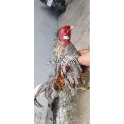 Gà ( Vật Nuôi ) Bình Chánh - Hồ Chí Minh