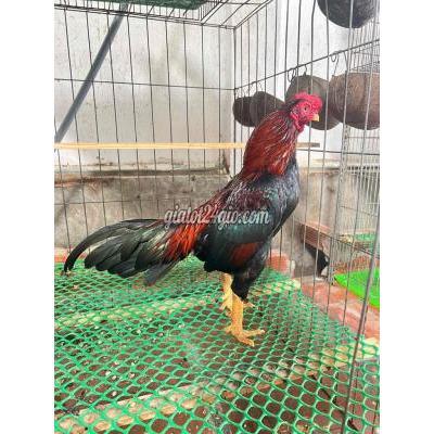 Gà Vật Nuôi Thú Cưng Bình Thạnh - Hồ Chí Minh