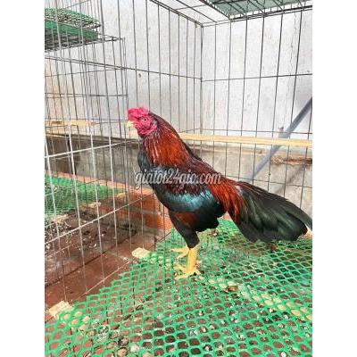 Gà Vật Nuôi Thú Cưng Bình Thạnh - Hồ Chí Minh