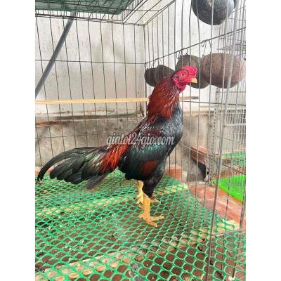 Gà Vật Nuôi Thú Cưng Bình Thạnh - Hồ Chí Minh