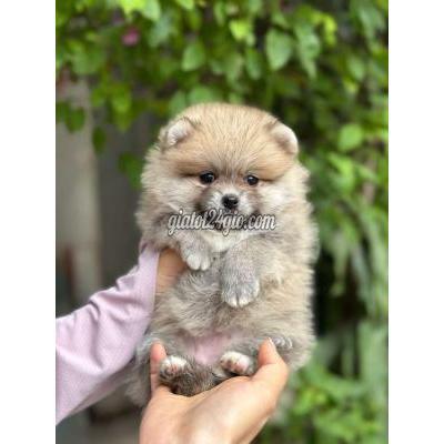 Vật Nuôi Thú Cưng Quận 6 - Hồ Chí Minh