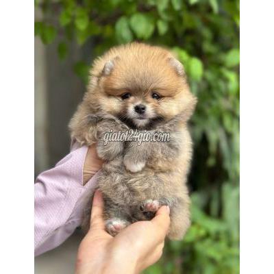 Vật Nuôi Thú Cưng Quận 6 - Hồ Chí Minh
