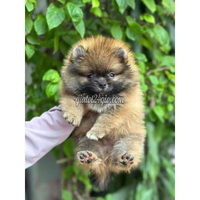 Vật Nuôi Thú Cưng Quận 6 - Hồ Chí Minh