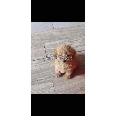 Vật Nuôi Thú Cưng Gò Vấp - Hồ Chí Minh
