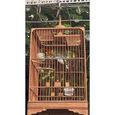 Chim ( Vật Nuôi ) Gò Vấp - Hồ Chí Minh