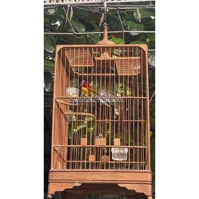 Chim ( Vật Nuôi ) Gò Vấp - Hồ Chí Minh