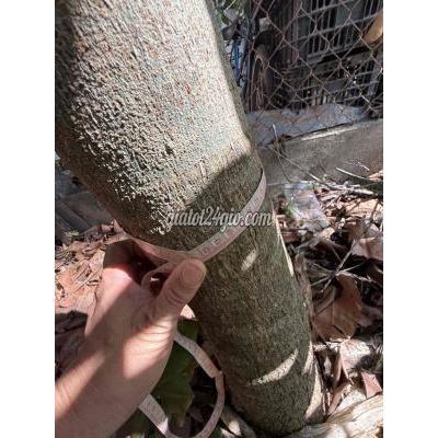 Cây Cảnh Cũ Châu Thành - Bến Tre