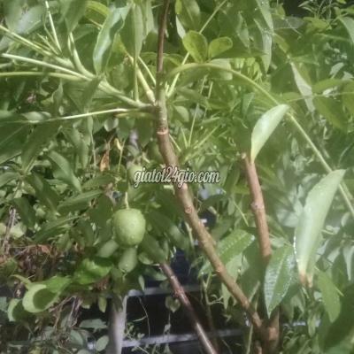 Phòng Trọ Quận 3 - Hồ Chí Minh
