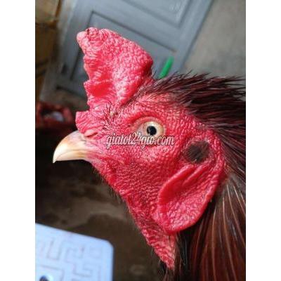 Vật Nuôi Thú Cưng Ninh Kiều - Cần Thơ