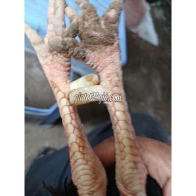 Vật Nuôi Thú Cưng Ninh Kiều - Cần Thơ