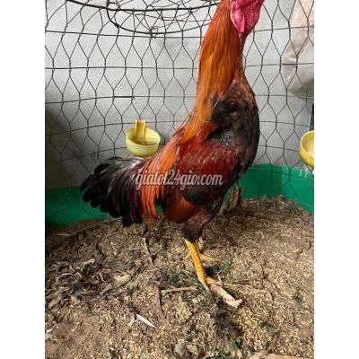 Vật Nuôi Thú Cưng Châu Thành - Đồng Tháp
