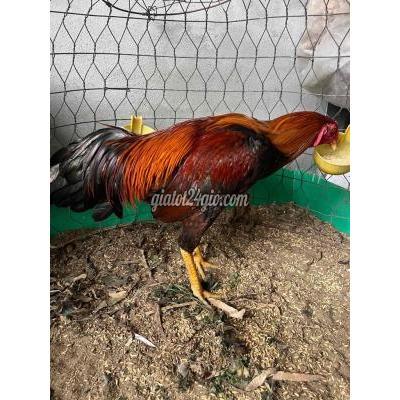 Vật Nuôi Thú Cưng Châu Thành - Đồng Tháp