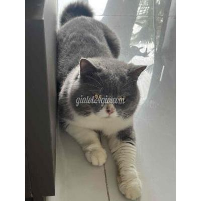 Mèo ( Vật Nuôi ) Quận 8 - Hồ Chí Minh