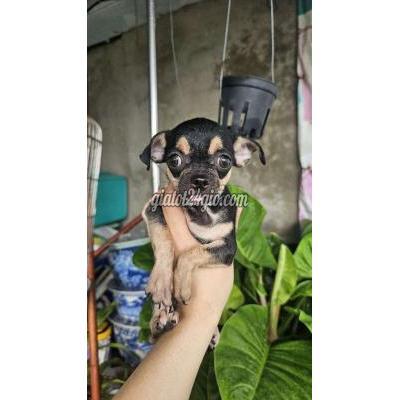 Vật Nuôi Thú Cưng Phú Nhuận - Hồ Chí Minh