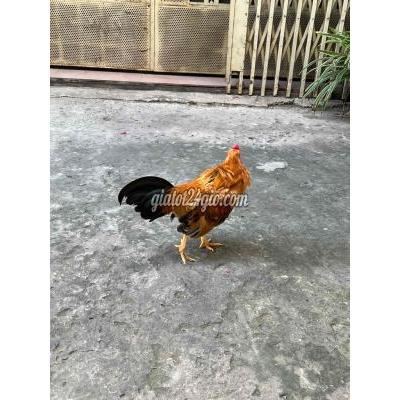 Gà ( Vật Nuôi ) Bình Tân - Hồ Chí Minh