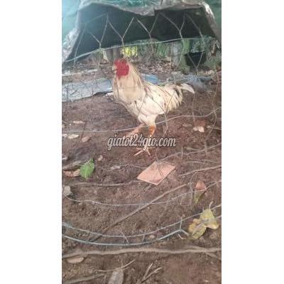 Vật Nuôi Thú Cưng Quận 7 - Hồ Chí Minh