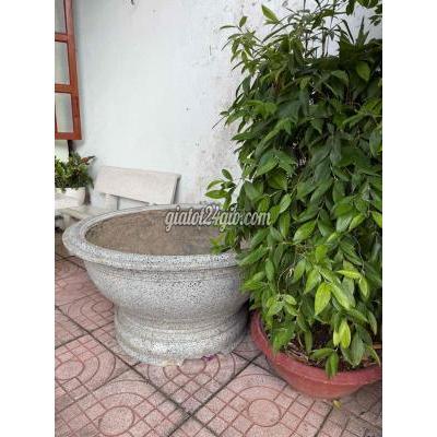 Cây Cảnh Cũ Biên Hòa - Đồng Nai