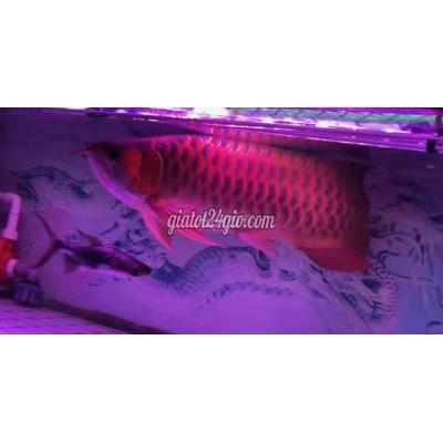 Vật Nuôi Thú Cưng Quận 6 - Hồ Chí Minh