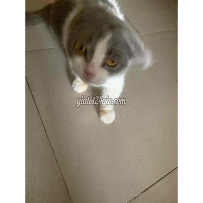 Mèo ( Vật Nuôi ) Quận 8 - Hồ Chí Minh