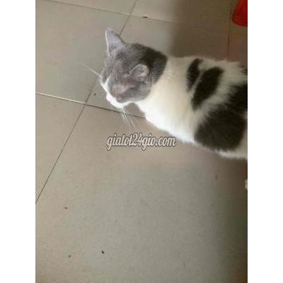 Mèo ( Vật Nuôi ) Quận 8 - Hồ Chí Minh