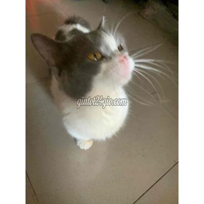Mèo ( Vật Nuôi ) Quận 8 - Hồ Chí Minh