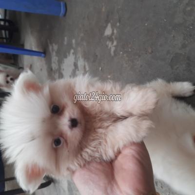 Thú Cưng, Chó Cảnh Giá Rẻ Hai Bà Trưng Hà Nội Phốc Sóc Thuần Chủng Trong Ngõ1 Lĩnh Nam Cục Bông Gòn