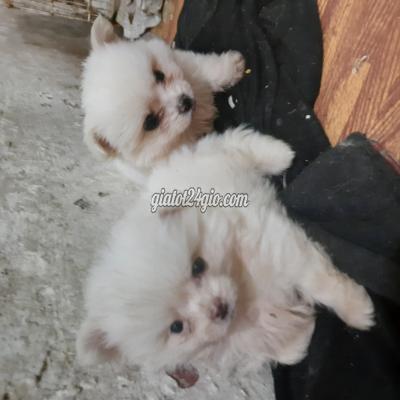 Thú Cưng, Chó Cảnh Giá Rẻ Hai Bà Trưng Hà Nội Phốc Sóc Thuần Chủng Trong Ngõ1 Lĩnh Nam Cục Bông Gòn