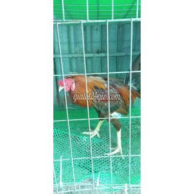 Vật Nuôi Thú Cưng Bình Chánh - Hồ Chí Minh