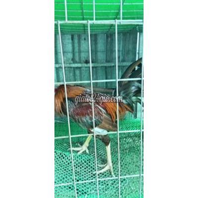 Vật Nuôi Thú Cưng Bình Chánh - Hồ Chí Minh