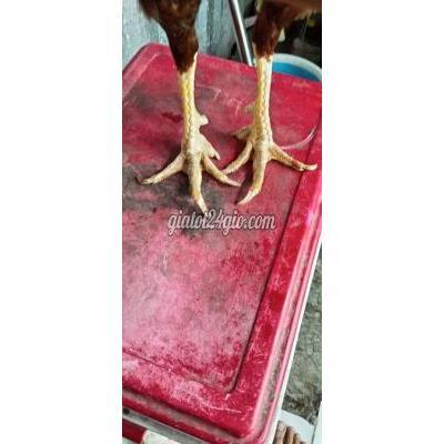 Vật Nuôi Thú Cưng Bình Chánh - Hồ Chí Minh