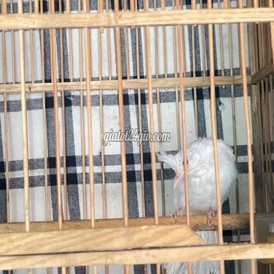 Chim ( Vật Nuôi ) Vĩnh Cửu - Đồng Nai