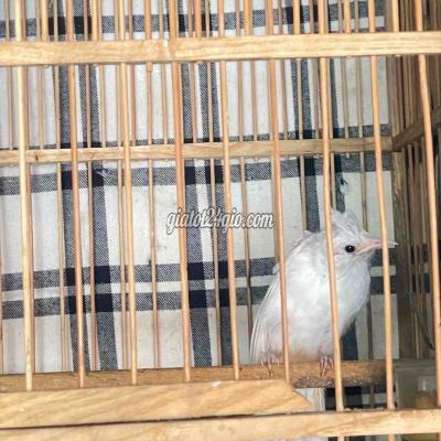 Chim ( Vật Nuôi ) Vĩnh Cửu - Đồng Nai