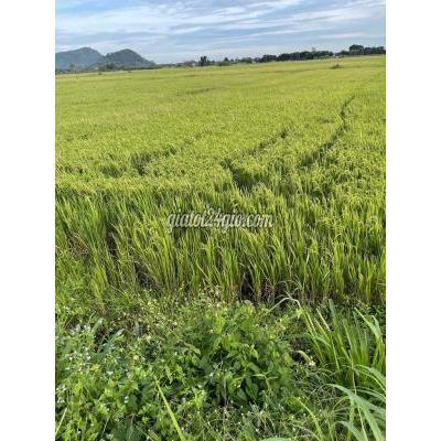 Đất Nông Nghiệp Xuân Lộc - Đồng Nai