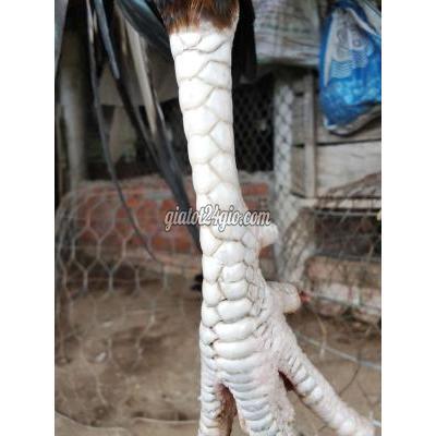 Gà ( Vật Nuôi ) Châu Phú - An Giang