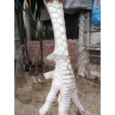 Gà ( Vật Nuôi ) Châu Phú - An Giang