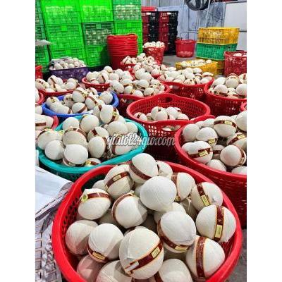 Tuyển Dụng Giồng Trôm - Bến Tre