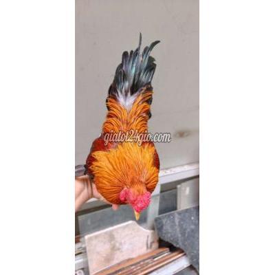 Gà ( Vật Nuôi ) Quận 10 - Hồ Chí Minh