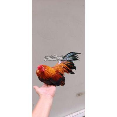 Gà ( Vật Nuôi ) Quận 10 - Hồ Chí Minh