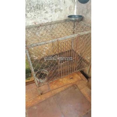 Phụ Kiện, Thức Ăn, Dịch Vụ Huyện Phúc Thọ - Hà Nội Truồng Chó Mèo Phụ Kiện, Thức Ăn, Dịch Vụ Huyện Phúc Thọ - Hà Nội Truồng Chó Mèo