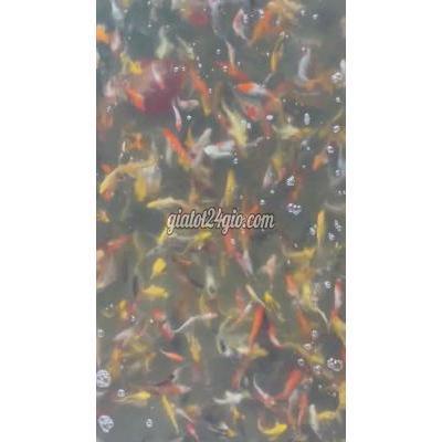 Thú Cưng Quận Liên Chiểu - Đà Nẵng Alo Alo Cá Koi Size 15cm 18cm Mời Ae Thú Cưng Quận Liên Chiểu - Đà Nẵng Alo Alo Cá Koi Size 15cm 18cm Mời Ae