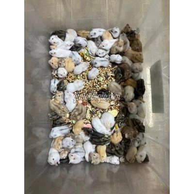 Thú Cưng Quận Hai Bà Trưng - Hà Nội Chuột Hamster Winter White Đủ Các Màu Sắc Thú Cưng Quận Hai Bà Trưng - Hà Nội Chuột Hamster Winter White Đủ Các Màu Sắc