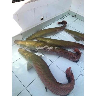 Thú Cưng Huyện Củ Chi - Hồ Chí Minh Cá Hải Tượng Size 1m2-1m4 Vàng Đồng Bông Đỏ Thú Cưng Huyện Củ Chi - Hồ Chí Minh Cá Hải Tượng Size 1m2-1m4 Vàng Đồng Bông Đỏ